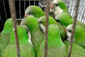 Santa Fe: Una familia termin internada por neumona derivada de psitacosis, tras llevar un loro a su casa