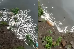 Vedaron el paso al Dique La Caada por la gran cantidad de peces muertos