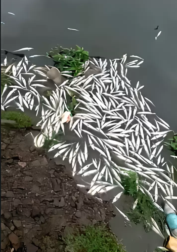 Gran mortandad de peces en el dique La Caada