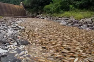 Ambiente relev el Dique La Caada: confirm la veda tras la mortandad de peces