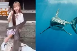 Comi un tiburn blanco en peligro de extincin para un video y ahora deber pagar una multa de 20.000 dlares