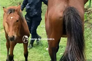 Recuperaron dos caballos que le haban robado a un hombre
