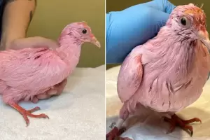 Crueldad animal: Pintaron de rosa a una paloma para anunciar el sexo del beb