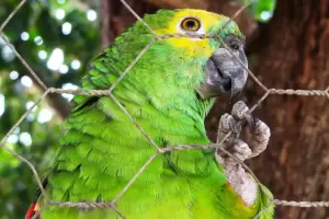 Santa Fe: Un hombre muri por una neumona causada por psitacosis