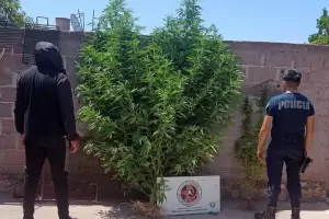 Beln: Secuestran plantas de marihuana en procedimiento