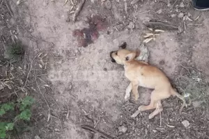 Escalofriante: mataron a pualadas a seis perritos abandonados en Santiago del Estero