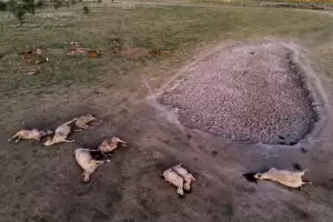 Sequa: tras un alivio por las lluvias, sigue el reparto de alimentos para las vacas en una zona muy castigada