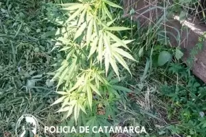 Valle Viejo: Hallaron una planta de marihuana en el patio de una escuela