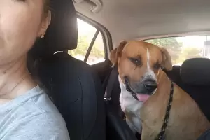 Una rescatista fue la chofer de Globito, el perrito ms popular de Catamarca