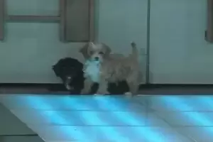 Los cachorritos que ingresaron a "Gran Hermano" fueron adoptados por dos participantes y hay dudas sobre cmo saldrn de la casa