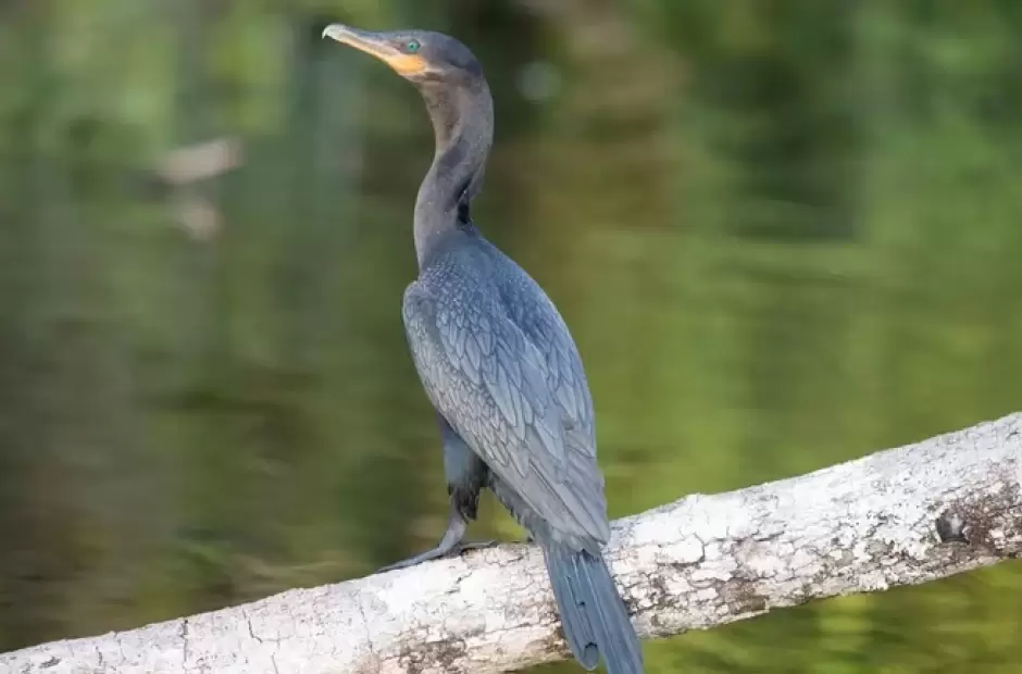 El caso positivo de gripe aviar es en un ave llamado bigu hallado en una zona r