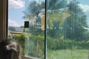 Reclamo a la catamarquea: pasajera pidi cortinas a una lnea de colectivo y la respuesta de los usuarios se hizo viral