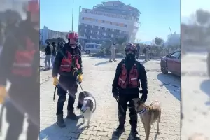 Dos perros argentinos ayudaron en el rescate de tres sobrevivientes en el terremoto de Turqua