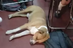 Globito, lo hizo de nuevo: se llev materias o hace apoyo psicolgico a los chicos?