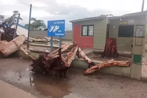 Los restos del eucalipto por Avda. Pte. Castillo, siguen en el mismo lugar