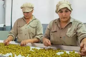 Empresa catamarquea lanz una nueva lnea de produccin para venta de aceitunas