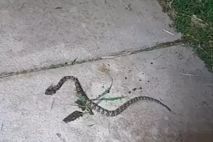 Vecinos de Valle Chico: "Estamos hartos de vivir en la maleza, en la mugre y en la desolaci�n"