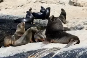 Senasa confirm que los lobos marinos encontrados muertos en Necochea tenan gripe aviar