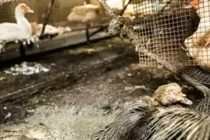 Gripe aviar: confirman nuevos casos en aves de crianza familiar en Salta y Crdoba