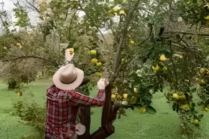 Productores de membrillo perdieron la cosecha y reclaman asistencia estatal