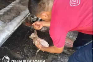 Un perro fue rescatado en el centro capitalino por policas
