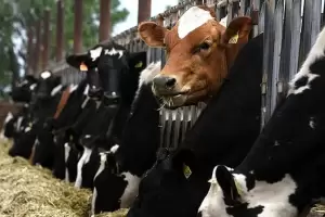 Ganadera sustentable: Impulsan acciones para lograr un balance de carbono neutro o negativo