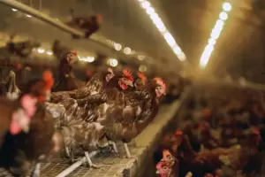 Gripe aviar: los casos positivos suman 59 y advierten que "lleg para quedarse"