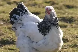 Inslito: Estaba recuperndose del cncer y su gallina lo mat
