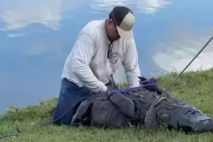 Una octogenaria muri intentando salvar a su perro del ataque de un caimn