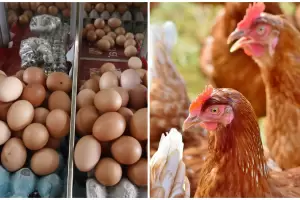 Gripe aviar: suman recomendaciones y descartan el peligro por el consumo de huevos y pollo