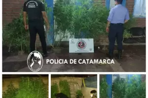 Secuestraron plantas de marihuana en una vivienda en Beln