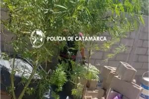 Tras un allanamiento, secuestraron marihuana en el departamento Andalgal