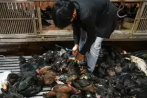 Gripe aviar en humanos: una nia de 11 aos muri tras infectarse y su padre tambin se contagi