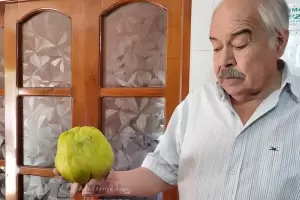 Un membrillo de 1,400 Kg: El resultado del esfuerzo y dedicacin de un agricultor en Beln