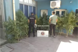 Secuestraron quince plantas de marihuana en un allanamiento