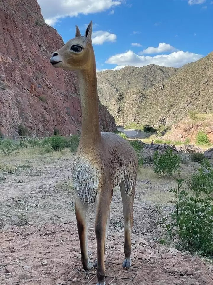 La vicuña, de Nerio Casimiro | Reserva Natural "Quebrada de Belén"