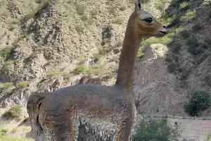 Instalaron una escultura de vicua en la Reserva Natural "Quebrada de Beln", como nuevo atractivo turstico
