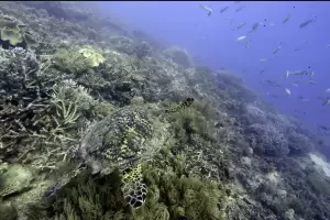 Tras 15 aos, la ONU alcanz un acuerdo internacional para crear el primer tratado internacional de proteccin de la altamar