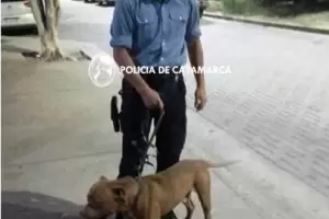Inslito: un hombre habra robado un pitbull e intentado agredir a su madre en el sur de la Capital