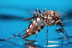 Salud report 23 nuevos casos de dengue y crece la preocupacin por el brote en el Este provincial