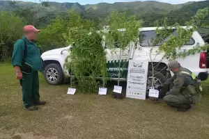 Gendarmes incautaron plantas de marihuana de dos metros cerca de un camping