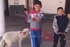 Jujuy: Un nio llev a su oveja a la escuela para no dejarla sola