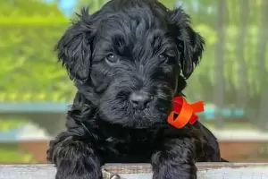 Un perro teraputico tom juramento para ayudar a nios que pasen por la Cmara Gesell