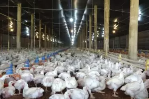 Gripe aviar: Senasa explic la situacin epidemiolgica y reforzar las medidas de prevencin