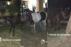 La Polica secuestr tres caballos en Valle Viejo