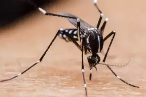 Alerta sanitaria: por la suba de casos de dengue