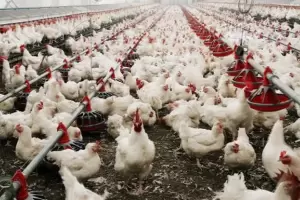 Reanudan exportaciones de carne a Rusia y Hong Kong desde regiones no afectadas por la gripe aviar