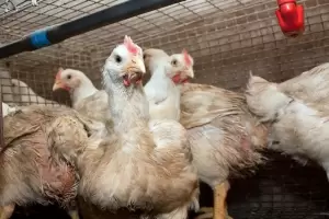 Gripe aviar: Confirmaron ochos casos nuevos y ya son 66 en el pas