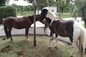 Otra vez animales sueltos en la ruta