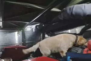 Un hombre transportaba droga en su vehculo y fue descubierto por un perro de la Polica